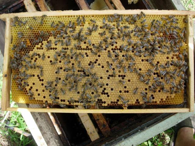 Пчеловодство Ловушка Для Пчел Своими Руками Альпийский Улей Н-108