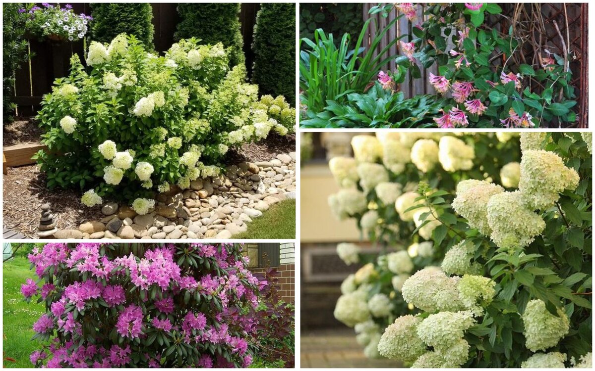 Магнолия галленга