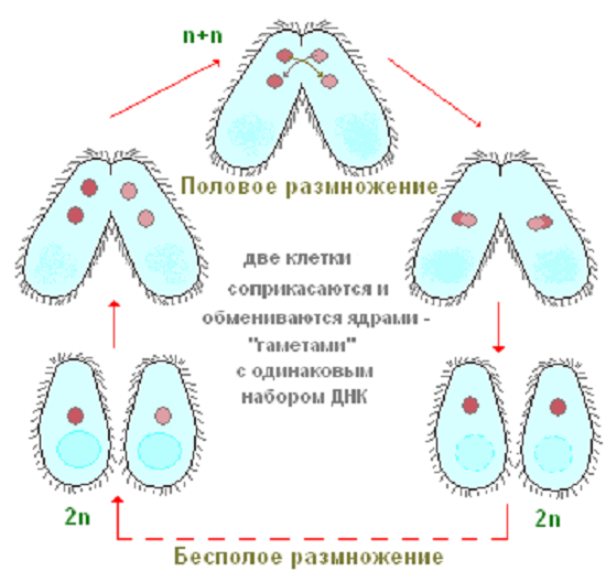 Бесполое размножение инфузорий. Жизненный цикл инфузории туфельки схема. Цикл размножения инфузории туфельки. Цикл развития инфузории. Процесс конъюгации у инфузорий рисунок.