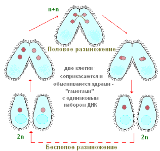 Половое размножение туфельки. Жизненный цикл инфузории туфельки схема. Размножение инфузории туфельки рисунок. Деление инфузории туфельки бесполое. Размножение инфузории туфельки схема.