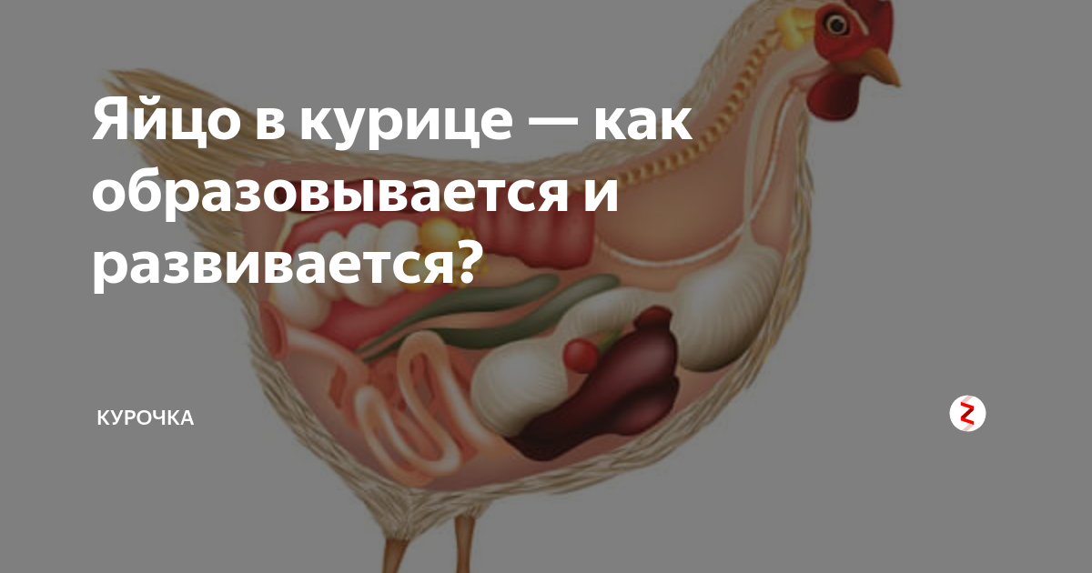 Чем оплодотворяет петух курицу схема