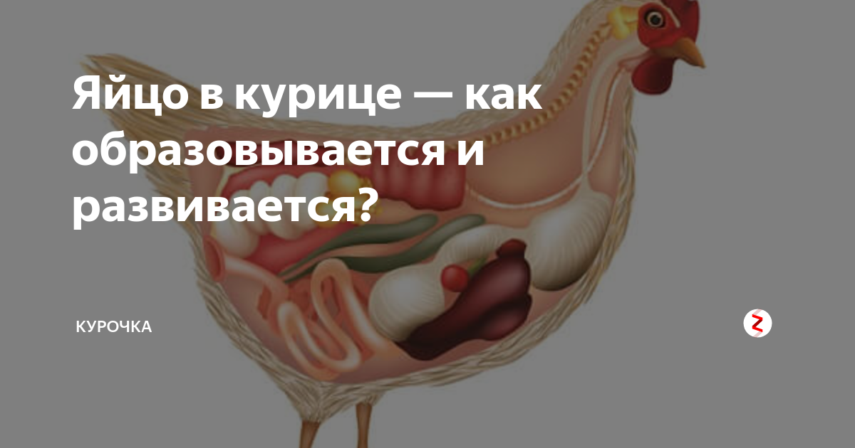 Куры несут яйца без скорлупы: что делать?