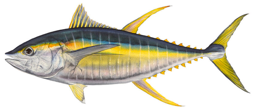 Thunnus albacares