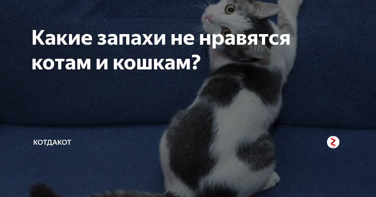 Как понравиться коту. Какой запах любят коты. Запахи которые не любят кошки. Какие запахи нравятся кошкам. Какого запаха боятся кошки.