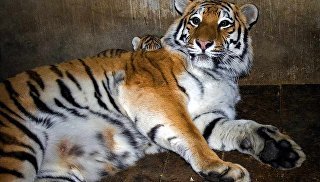 © Фото : Красноярский парк флоры и фауны «Роев ручей»В зоопарке Красноярска для животных организовывают теплые "чаепития""Весной у медведицы Азы родились медвежата, и сотрудники парка с нетерпением ждали, когда же медведица покажет им своих малышей. И вот на этой неделе Аза впервые "вывела в свет" двоих замечательных медвежат", — говорится в сообщении.