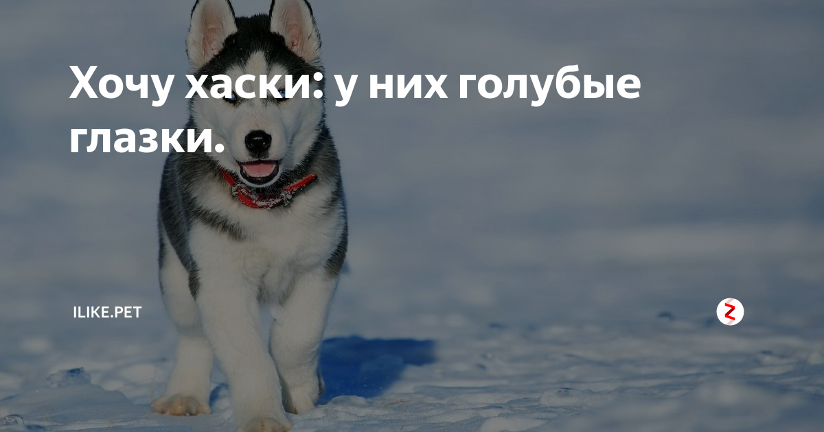 Будто как хаски хочешь моей ласки. Мой хаски требует ласки с надписью. песня булата как хаски так хочешь моей ласки.