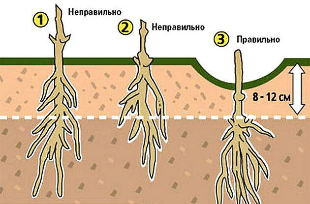 Правильная посадка клематиса