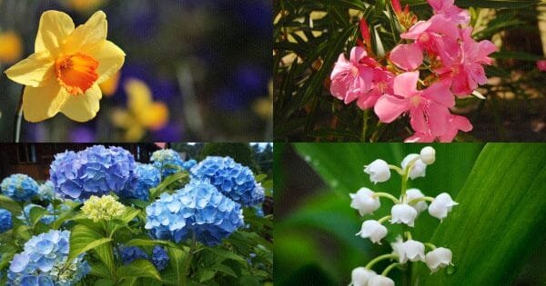 фото: pixabay.com