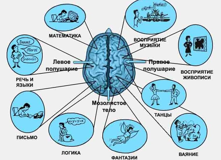 За что отвечает левое и правое полушарие головного мозга. За что отвечает левое полушарие.