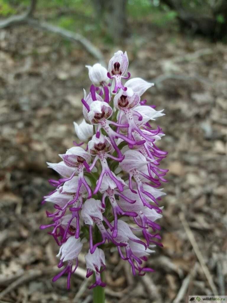 Ятрышник обезьяний (Orchis simia). Фото: Вениамин Голубитченко. Снято в районе Новороссийска