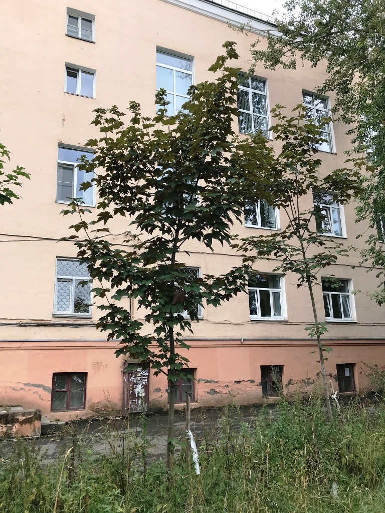 http://rk.karelia.ru/social/unikalnoe-rastenie-obnaruzhili-ekologi-v-odnom-iz-dvorov-petrozavodska/