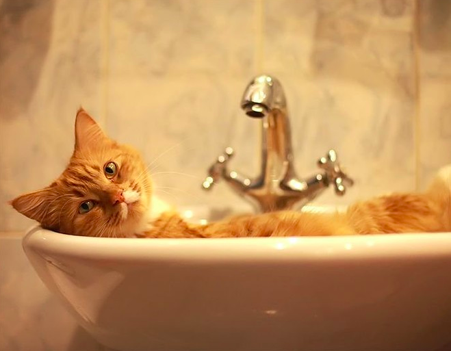 Конечно, этот котенок просто иллюстрирует текст новости, речь идет не про него.