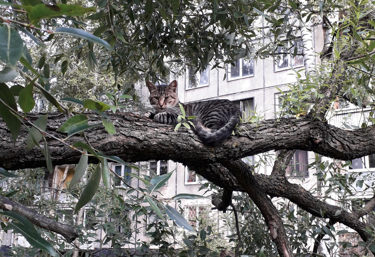Все тот же кот)