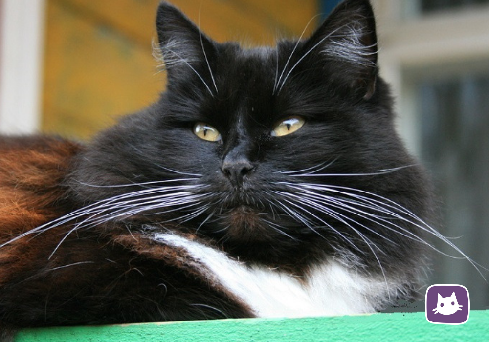 Каждый представитель кошачьего рода, независимо от его пола и породы, имеет на своем "лице" длинные усы.