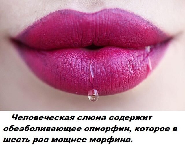  Слюна человека закипает при температуре в три раза выше, чем у обычной воды. 