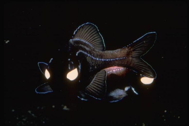 Кажется, что это глаза, но глаза на самом деле выше и их не видно