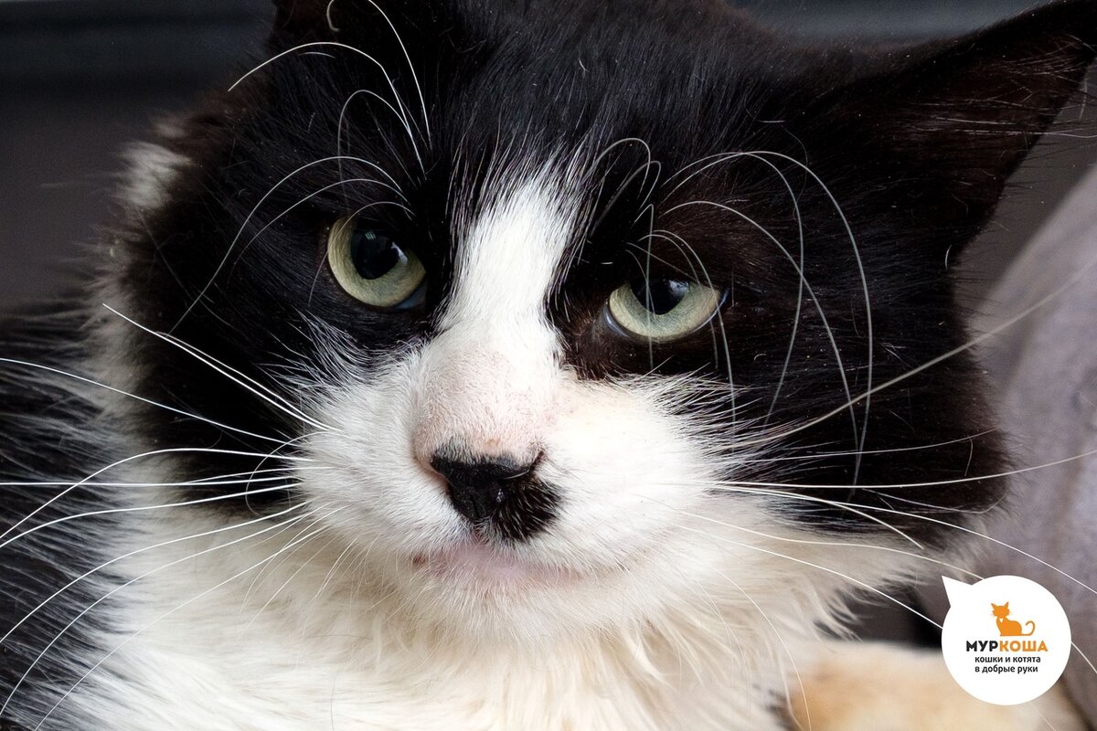 Домашний кот. Кот 9 2. Девять жизней кевин спейси. Рыжий кот подтверждающий. 9 кошек.