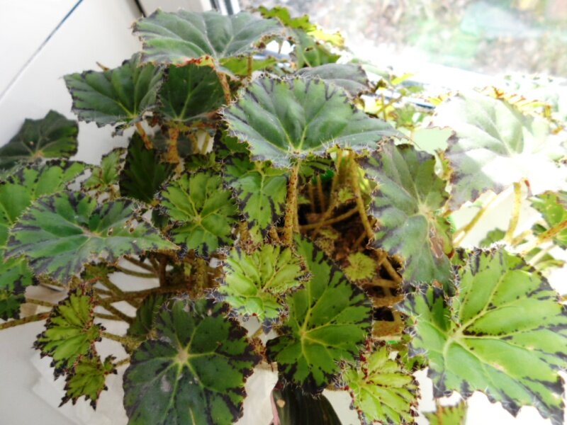 Ухаживание за листовой/лиственной бегонией (Begonia rex)