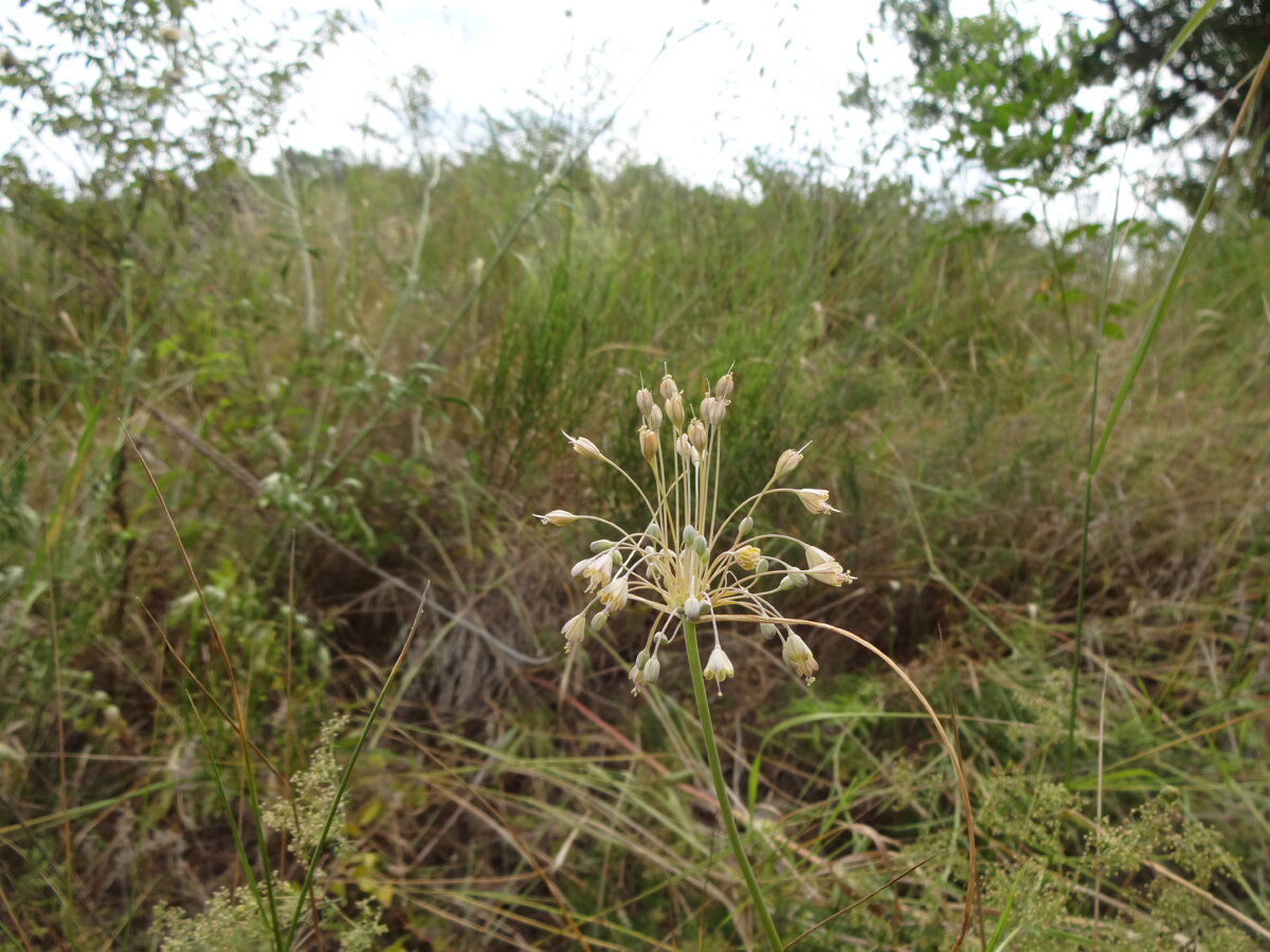 Фото 6.07.2017  Allium paniculatum L. Лук метельчатый Ставропольский кр. ст. Курская, урочище Глубокое