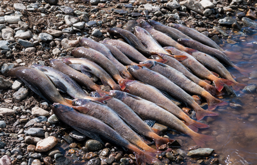 Магаданский хариус