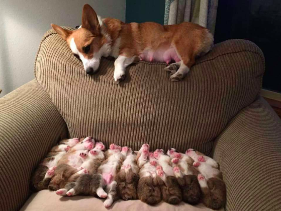 Мама-корги следит за малышами вместо сна 
