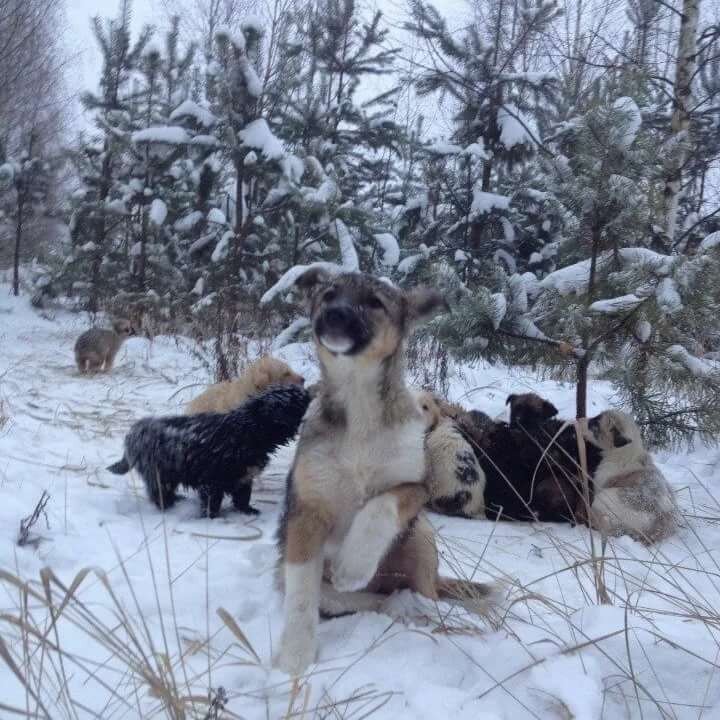 Он также написал, что многие начали переводить деньги для помощи щенкам на его карту, хотя он не просил об этом. Быстро были собраны деньги на питание щенков.