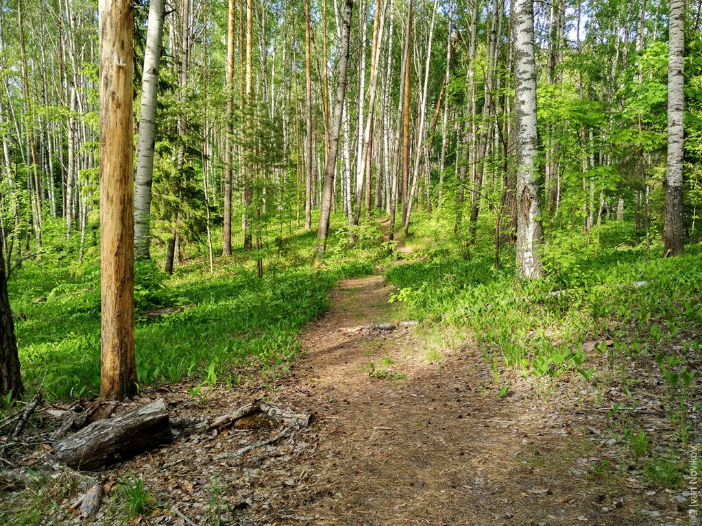 Финно угорский народ горы без леса. Кленовая гора качественные фото лес.