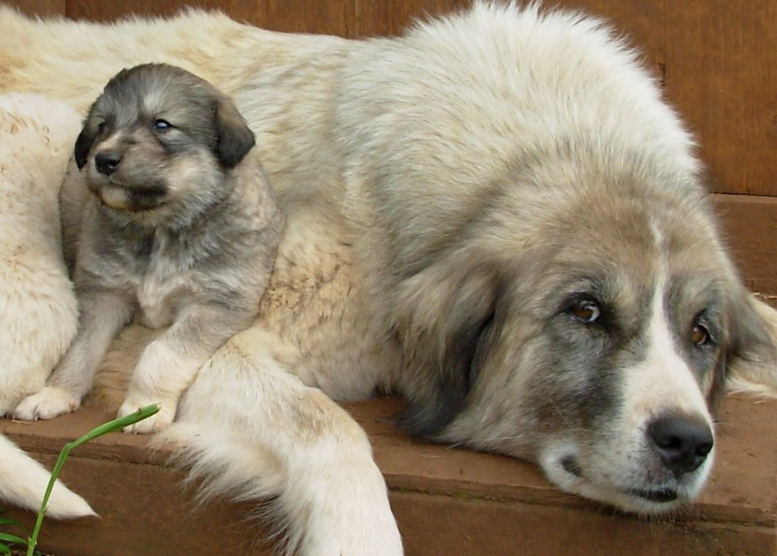 Big dogs 3. Anatolian Shepherd. Anatolian Shepherd Dog щенок. Анатолийская овчарка Молоссы. Анатолийская овчарка с немецкой.