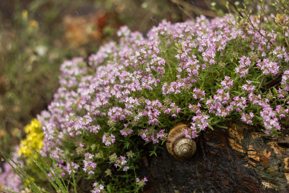 Thymus serpyllum l тимьян ползучий