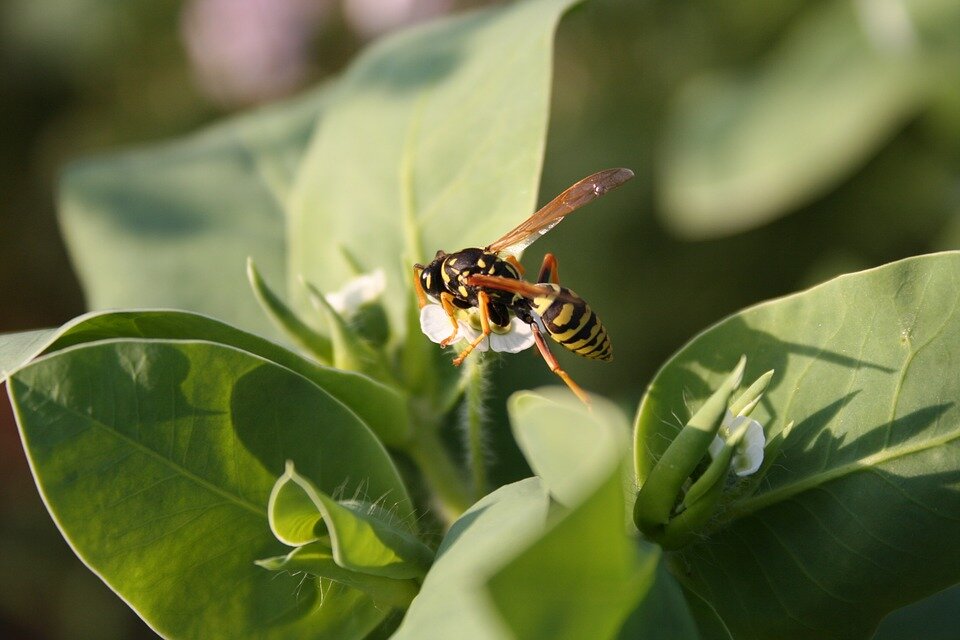 Yellow hornet (желтая оса). Фото маленьких ос. Маленькая оса. Фото маленьких ос. Фото маленьких ос.