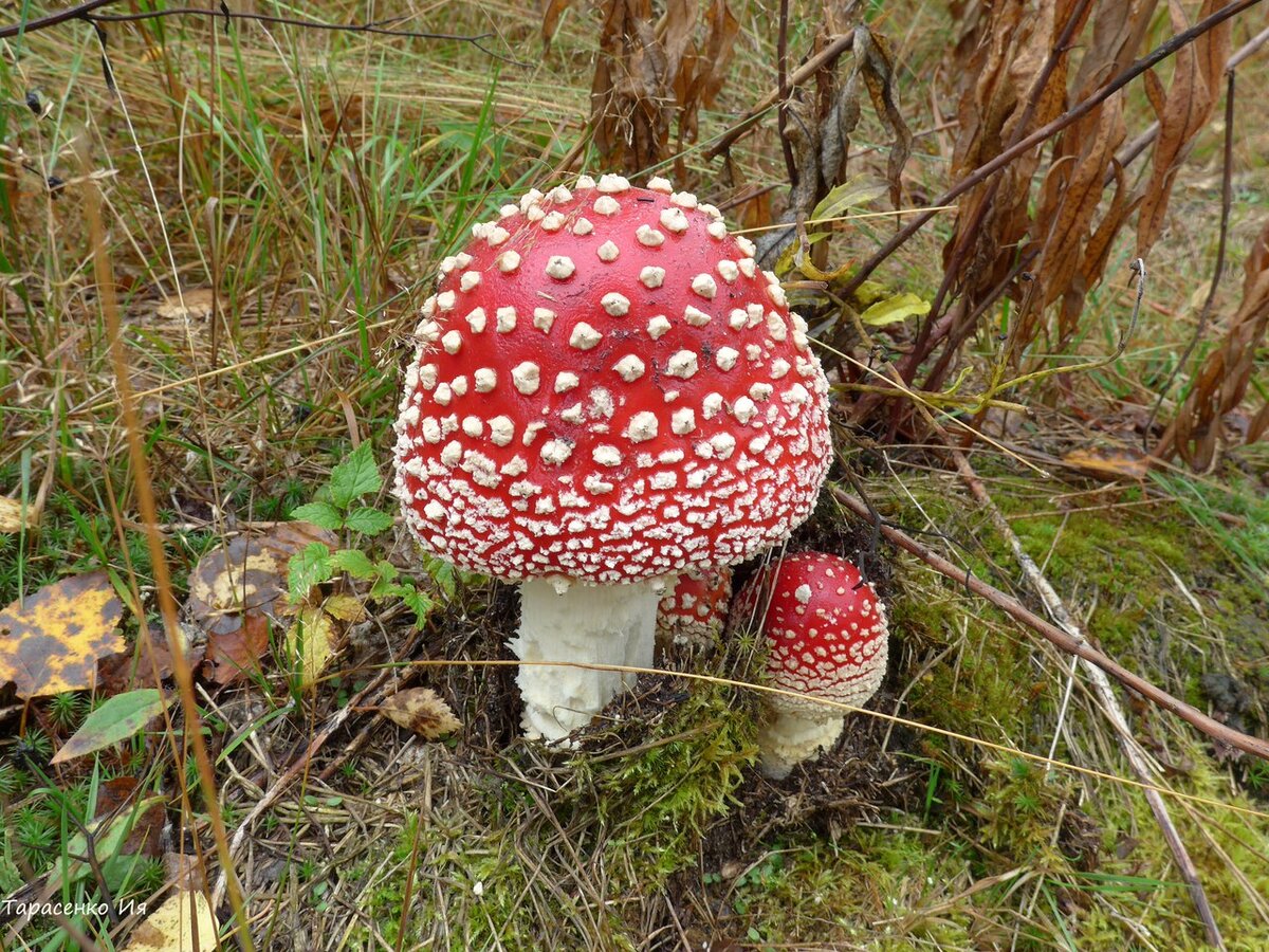 Красные мухоморы: мы братишки дружные! Фото автора.