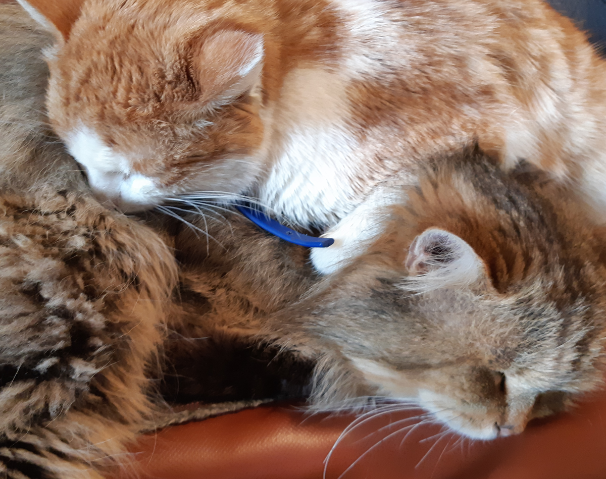 Наши котики Фото автора