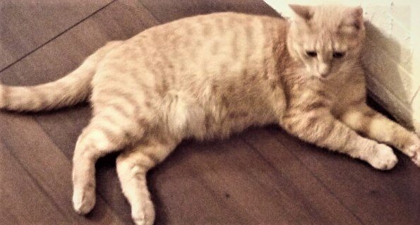 А это та самая тушка, что любит все портить(