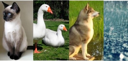 
Мы сидели, смотрели из окна на потоки воды на тротуаре, и я вдруг вспомнил слова того психа: «Кошка, гуси, собака, водичка…».