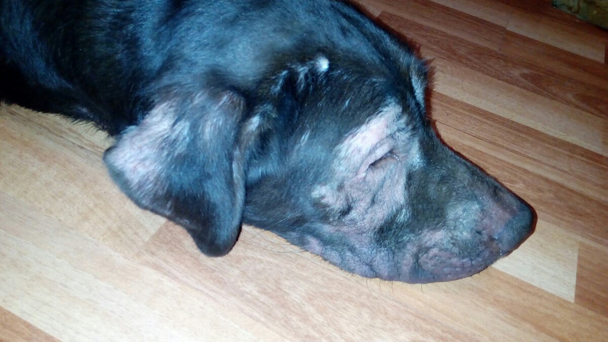 Лабрадор Халк местами потерял свою "шубку".