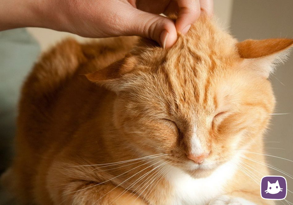 Почему кошки любят когда их. Рыжие коты. гладить кошку. поглаживание кошки. чешет за ушком.