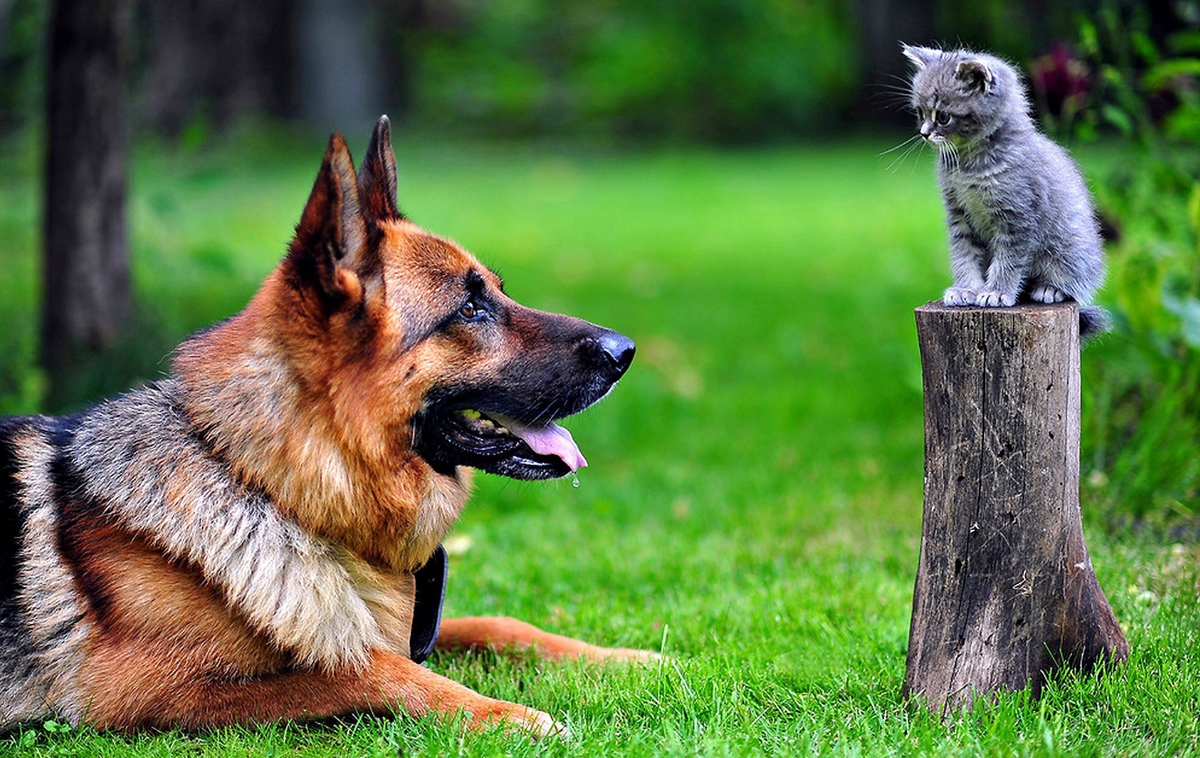 С собакой нужно только подружиться и всё замётано. Теперь кореша!