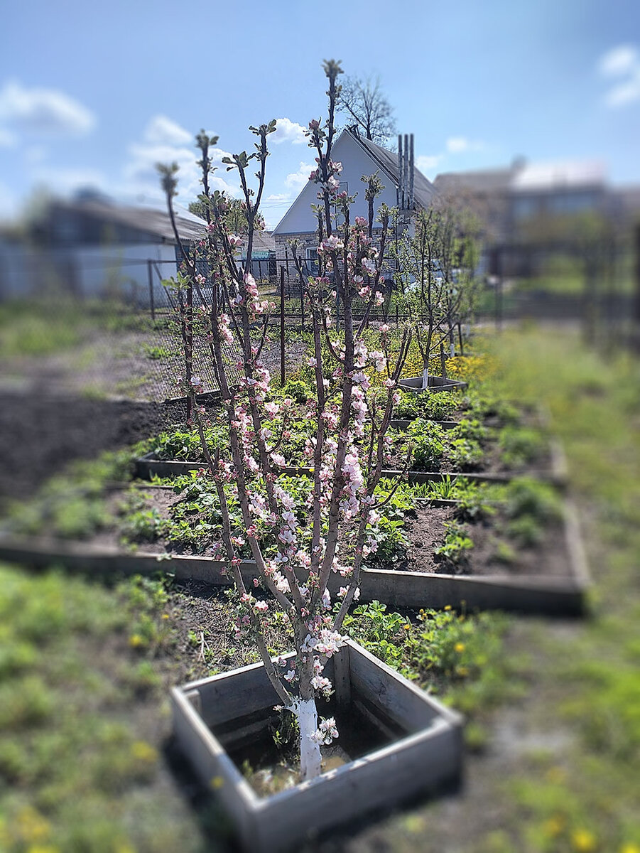 


Вопросы обрезки плодовых деревьев беспокоят как садоводов-любителей, так и профессионалов. Колоновидные яблони в силу необычности внешнего вида также несколько обескураживают в этом плане. Что делать? Резать или не резать, а если резать, то как?



Пирамидальные тополя (с которыми часто сравнивают колоновидные яблони) не режут никогда. Они растут себе прямо и свободно долгие годы, не требуя никакой обрезки. Часто тоже самое происходит и с многими сортами туй – растут себе пирамидально не тронутые пилой и секатором.



А что же колонновидные яблони? В теории дерево колоновидной яблони должны выглядеть как ствол с кольчатками, плодушками и плодухами на нём, не требующий вмешательства секатора. В силу их биологии у них природно не образуется скелетных ветвей или образуется их очень мало. А дело обстоит на практике? А на практике часто бывает так, что вместо единственного побега продолжения, который в будущем должен превратиться в единственный ствол центрального проводника в верхней части побега вырастает несколько побегов-конкурентов. Можно вырезать все конкуренты, оставив единственный побег продолжения, а можно оставить 2, а можно – вообще их не вырезать. Какой же подход лучше? Обратимся к фактам.

В статье ученых из ВСТИСП Воробьева В.Ф. и Хроменко В.В. (Биологические особенности роста и плодоношения колонновидных сортов яблони, их продуктивность и эффективность / В.В. Хроменко, В.Ф. Воробьев // Садоводство и виноградарство, №4, 2015 г., с. – 30-34.) в результате 13-летних исследований (!) прямым текстом указано, что урожайность с деревьев колонновидной яблони не подвергавшихся никакой обрезке (с оставлением единственного центрального ствола без боковых ответвлений) была выше, чем у деревьев с обрезкой. При этом отмечалось мутовчатое расположение боковых ветвей, на стволе и на боковых ветвях образовывались ярусы, сама же крона получалась компактной узкопирамидальной с ветвями, растущими под острыми углами.


В общем добавить здесь нечего.


Однозначный вывод – не стоит вырезать никакие ветви у колонн. Напротив, для увеличения урожая их нужно оставлять ВСЕ. На мой взгляд, пожалуй, стоит слегка подрезать (сантиметров на 2-5) верхушки побегов продолжения, тем самым стимулируя пробуждение не одной, а нескольких почек рядом с местом среза с образованием в последующем нескольких побегов продолжения.


Таким образом слегка подрезать, но не вырезать – вот такая обрезка колонновидных яблонь выглядит оптимальной.


Кстати, средняя урожайность за 13 лет плодоношения составила (при посадке 2-хлетними саженцами с учетом урожая, начавшегося со следующего после посадки года (то есть урожай учитывался с 3-хлетнего до 15-летнего возраста деревьев)) с 1 дерева в год без обрезки 1,5 кг, с обрезкой – 1,2 кг, максимальная – 7,2 (с обрезкой Останкино) и 8,5 (без обрезки Валюта). В центнерах с гектара – в среднем 178 при 2-хстрочной схеме посадки, максимальная – 529 с обрезкой и 573 без обрезки.


Источник: http://sadgard.ru/articles/obrezka-kolonovidnyh-yablon/