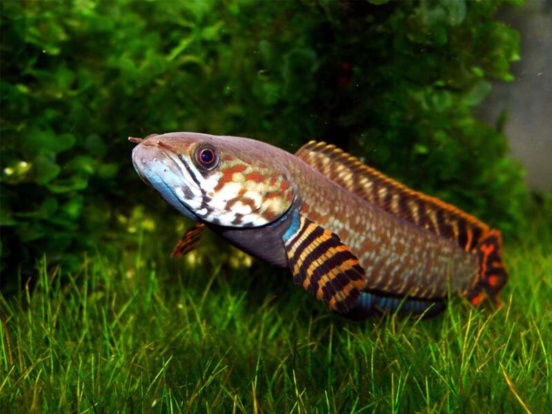 Хищные аквариумные рыбки: ТОП-5