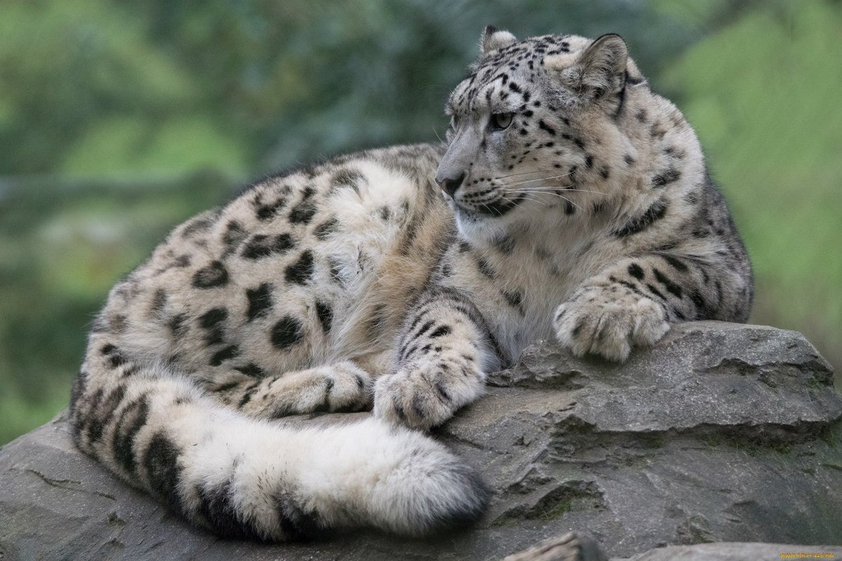 У Ирбисов очень длинный хвост