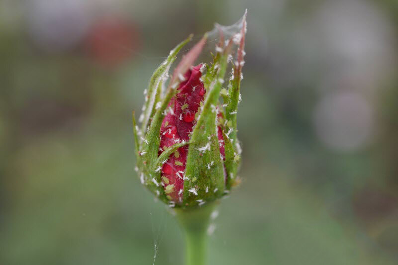 Macrosiphum Rosae