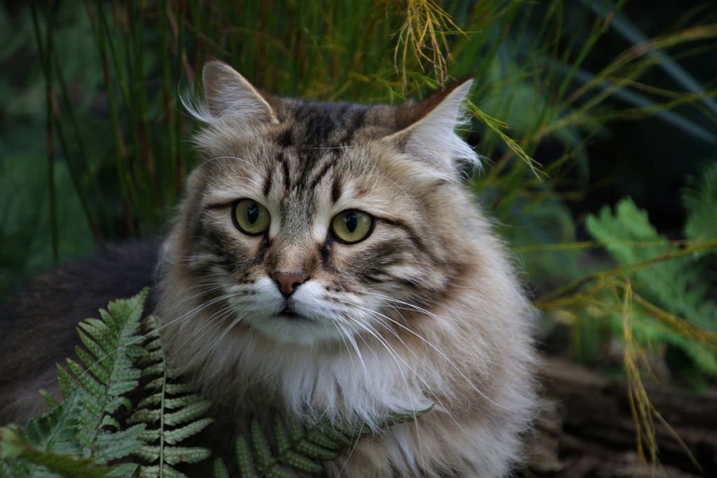 Фотографий кота не сохранилось, поэтому я нашла через Яндекс.картинки похожего по описанию "сибиряка".