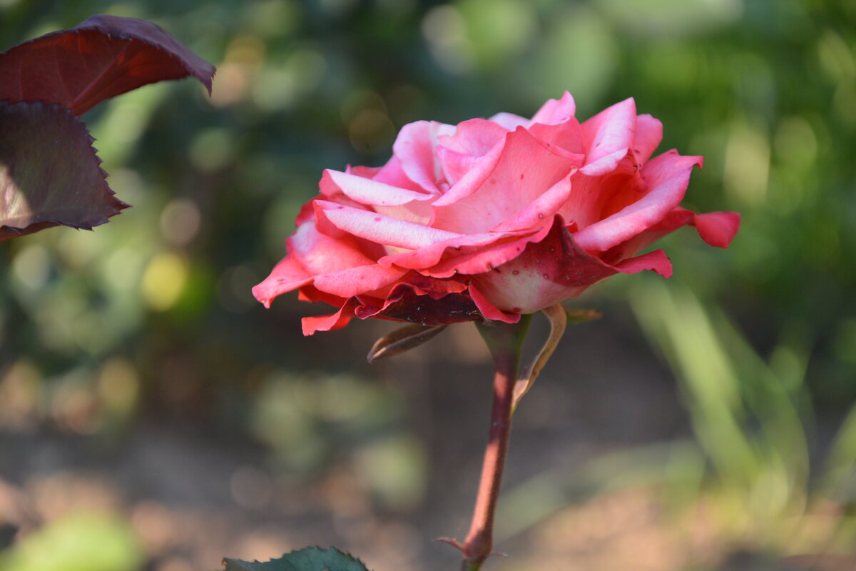 Фото: УСАДЬБУШКА