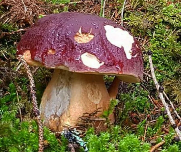 БЕЛЫЙ ГРИБ СОСНОВЫЙ