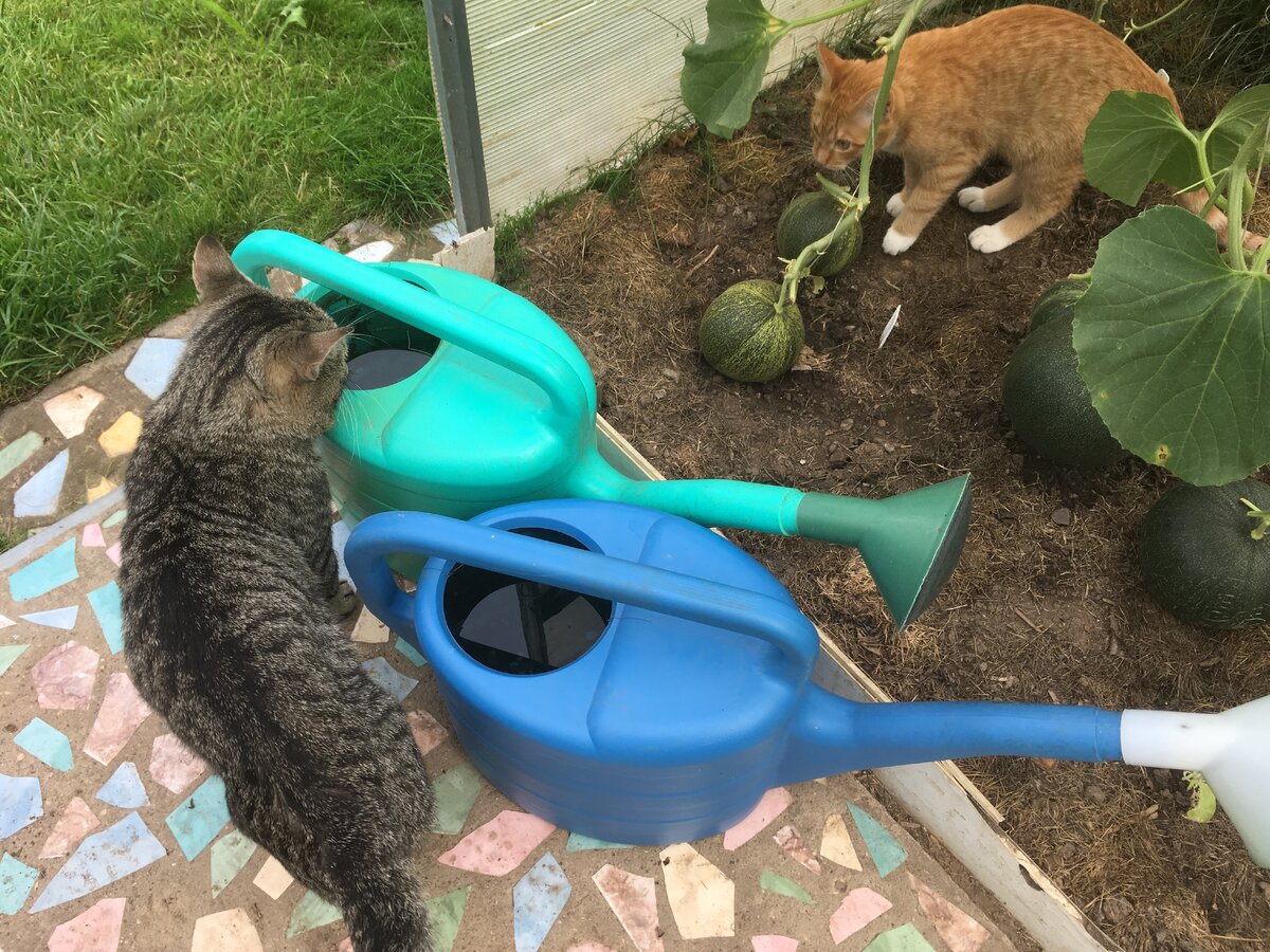 Кто-то захотел спокойно попить?!  Сейчас прогоню....