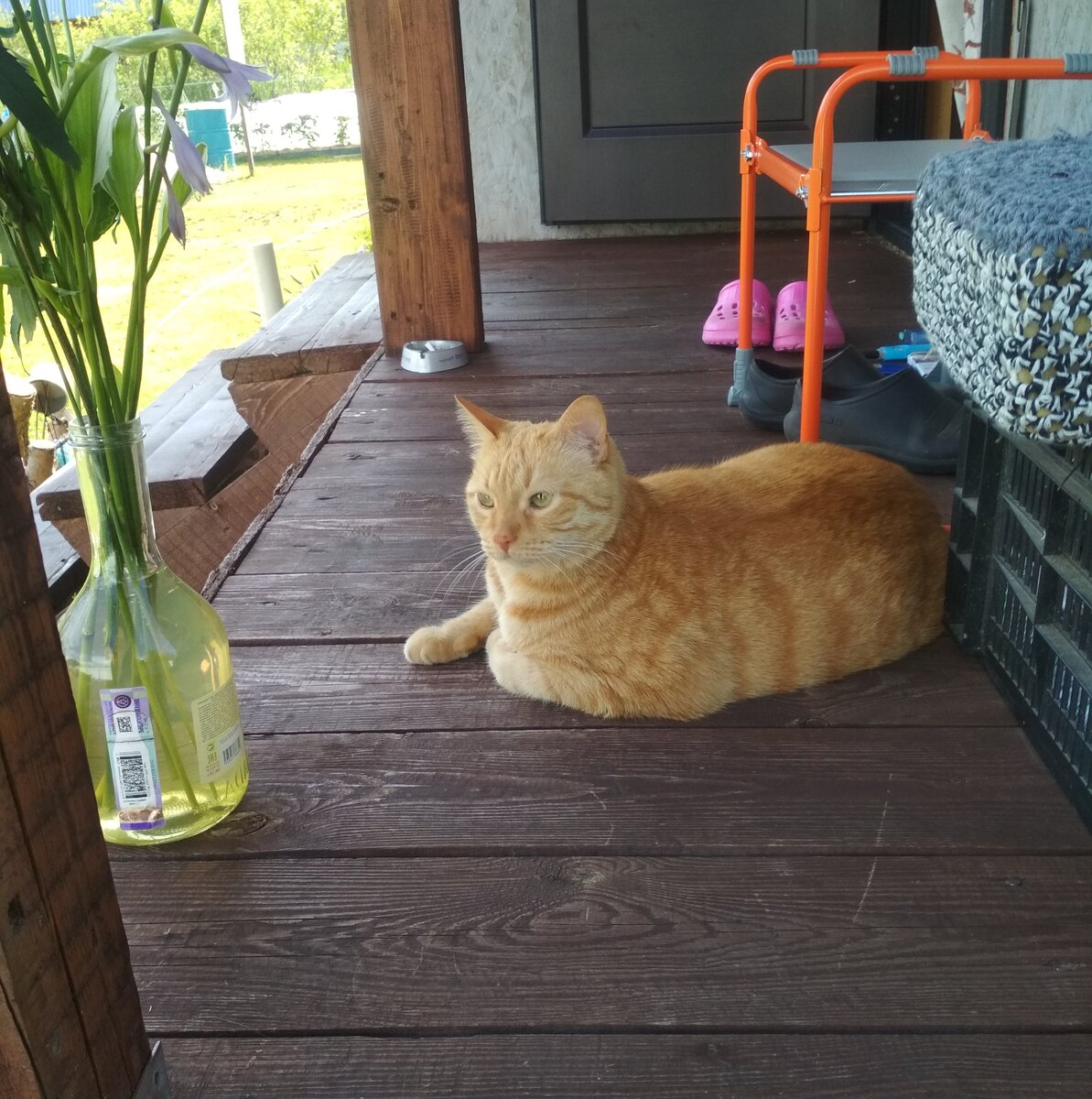 Любопытство это Я. Рыженький Муся.