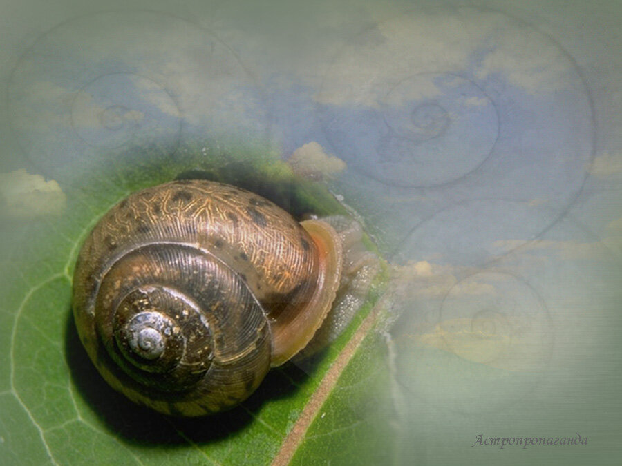 Коллаж Нины Стрелковой.