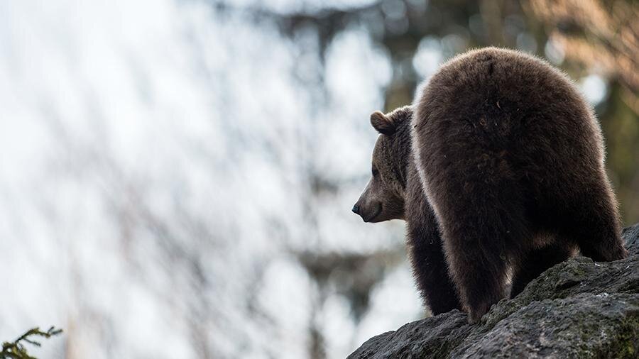 Фото: ТАСС/DPA/Lino Mirgeler