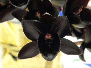 Эти необычные орхидеи