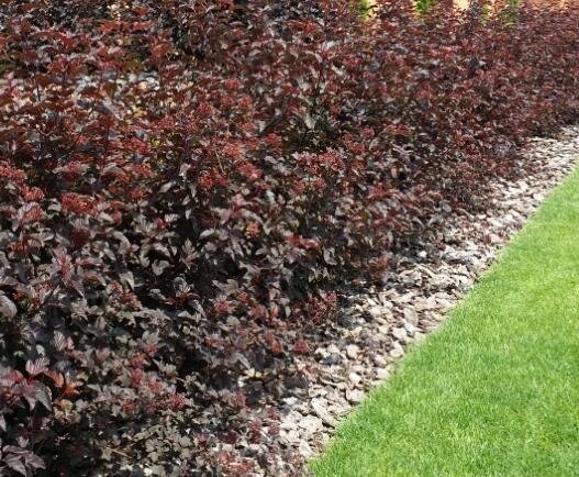 Пузыреплодник Диабло - нестриженный тоже неплохо смотрится ;)